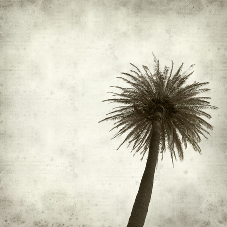 textured old paper with tall palm treeの写真素材