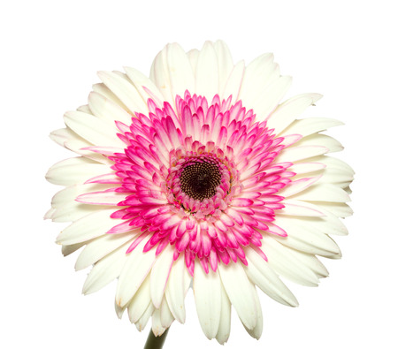 white and magenta gerbera natural backgroundの写真素材