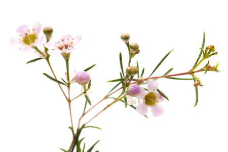 small pink wax flower blooms isolated on whiteの写真素材