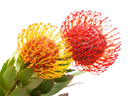 red and orange protea flowers isolated on white backgroundの写真素材