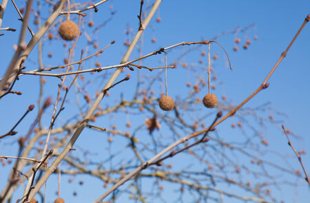 plane tree winter branches with dry round seed の写真素材