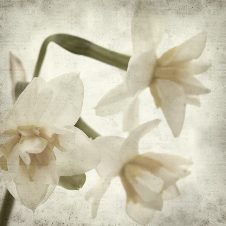 textured old paper background with doule narcissiの写真素材