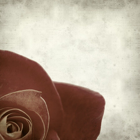 textured old paper background with variegated yellow and orange roseの写真素材