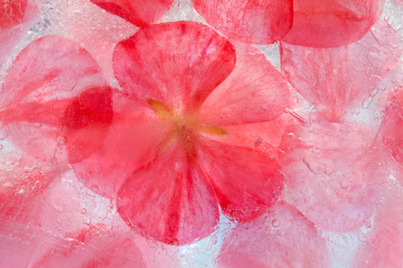 small pink wax flower isolated on white backgroundの写真素材