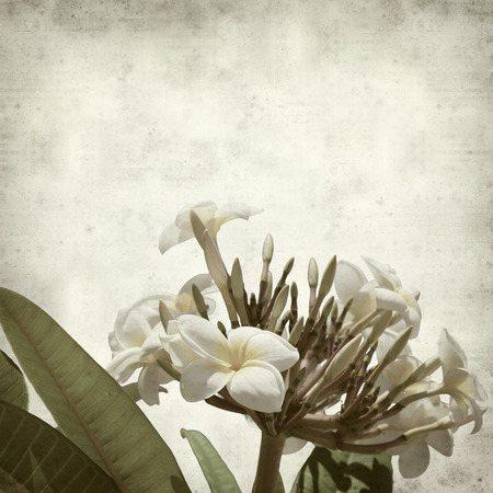 textured old paper background with frangipani flower clusterの写真素材