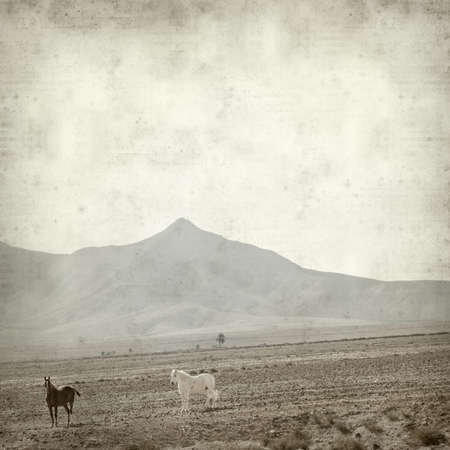textured old paper background with horses on  Fuerteventuraの写真素材