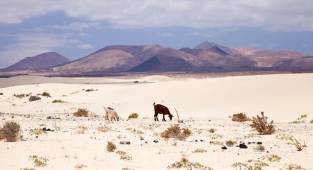Goats foraging for food in the dunes of Fuerteventuraの写真素材