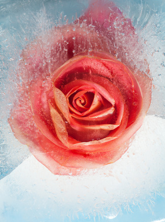frozen flora - orage rose in  block of iceの写真素材