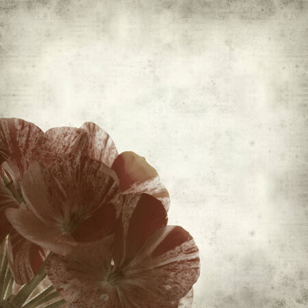 textured old paper background with varieagted pink and red geraniumの写真素材