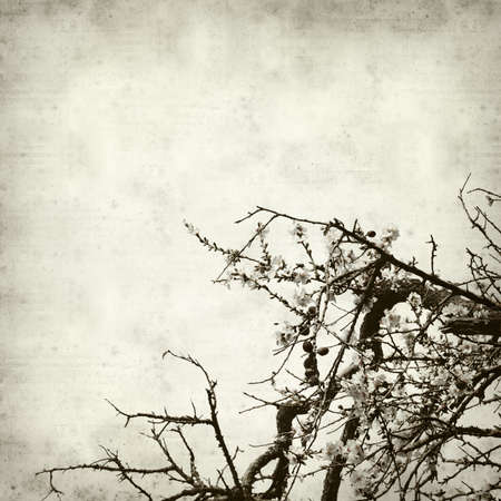 textured old paper background with aalmond tree blossomsの写真素材