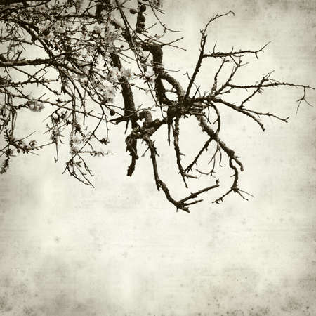 textured old paper background with aalmond tree blossomsの写真素材