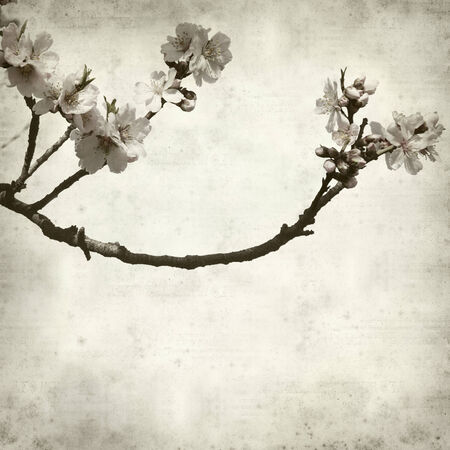 textured old paper background with aalmond tree blossomsの写真素材