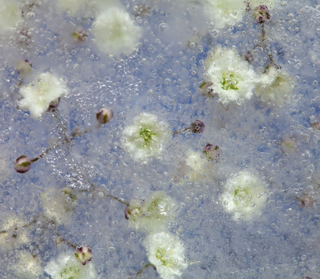 Frozen flora - Gypsophila, baby's-breath frozen into a block of iceの写真素材