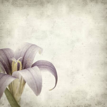 textured old paper background with Romulea columnae grandiscapaの写真素材