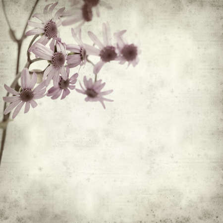 textured old paper background with Pericallis webbii plant, endemic to Gran Canariaの写真素材
