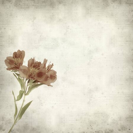 textured old paper background with Alstroemeriaの写真素材