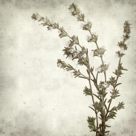 textured old paper background with flowering thymeの写真素材