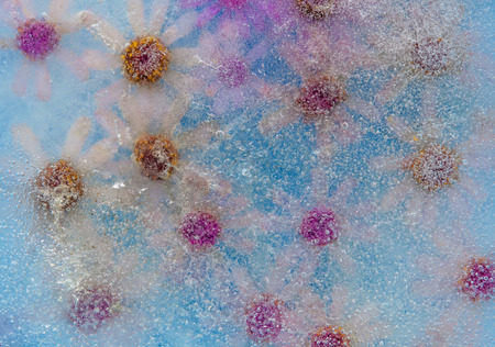 frozen flora -  magenta-colored daisies frozen in block of iceの写真素材