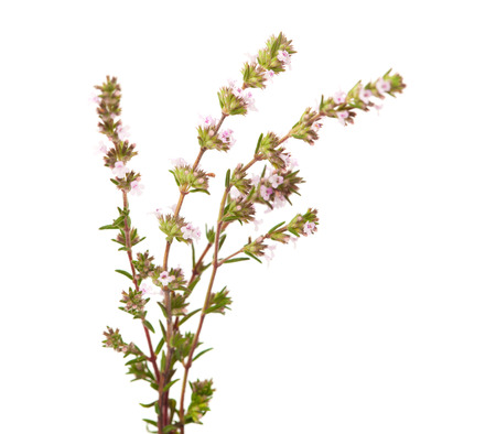 flowering thyme isolated on white backgroundの写真素材