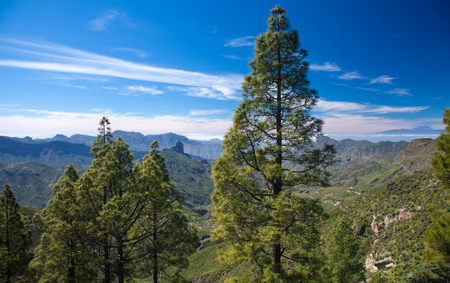 Gran Canaria, Caldera de Tejeda, Canarian Pine Trees, Roque Bentayga and Teide on Tenerife visibleの写真素材