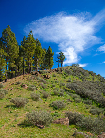 Pinus Canariensis, Canarian pine trees growing on a crestの写真素材