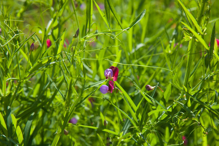 Lathyrus clymenum, Spanish vetchling, floral backgroundの写真素材