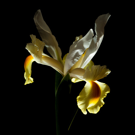 yellow and white iris flower isolated on back  background, backlitの写真素材
