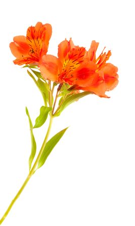 orange Alstroemeria flowers isolated on white backgroundの写真素材