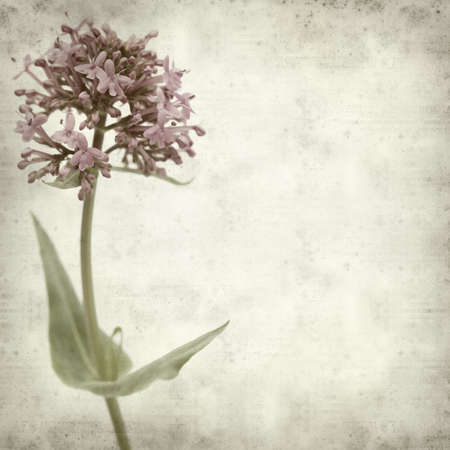 textured old paper background with red valerianの写真素材