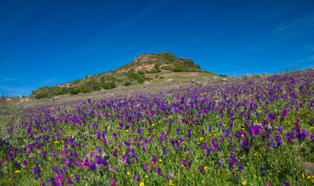 La Gomera, flowering mountain meadows, Echium plantagineumの写真素材