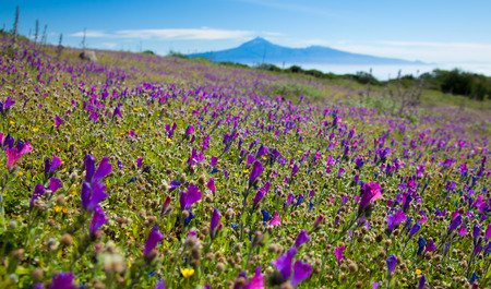 La Gomera, flowering mountain meadows, Teide on Tenerife in the far distanceの写真素材
