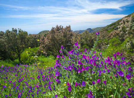 Inland La Gomera, flowering mountain meadowsの写真素材
