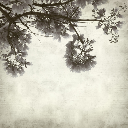 textured old paper background with flowering jacaranda branchesの写真素材