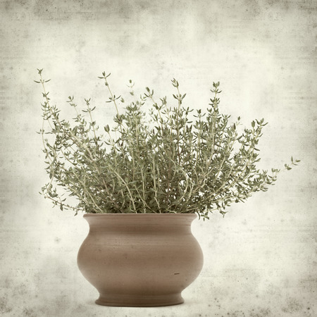 textured old paper background with growing thyme plantの写真素材