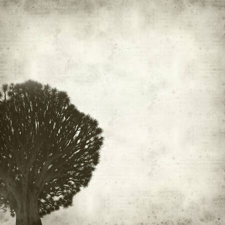 textured old paper background with Canary Islands Dragon Treeの写真素材