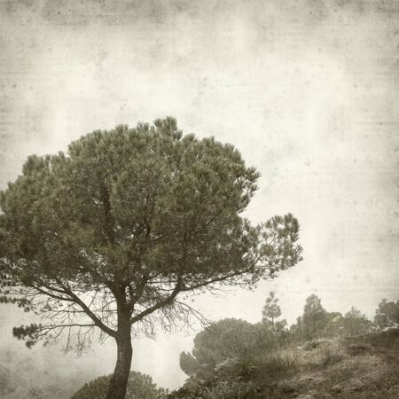textured old paper background with landscape of Gran Canariaの写真素材
