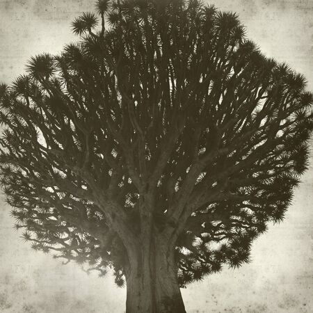 textured old paper background with Canary Islands Dragon Treeの写真素材