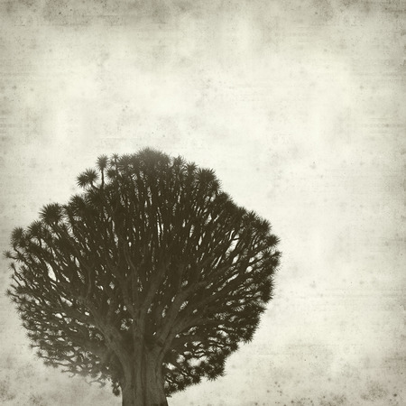 textured old paper background with Canary Islands Dragon Treeの写真素材