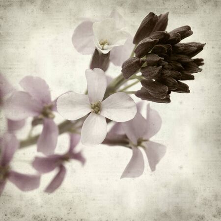 textured old paper background with Erysimum; scoparium, plant endemic to Gran Canariaの写真素材