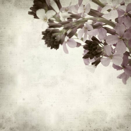 textured old paper background with Erysimum; scoparium, plant endemic to Gran Canariaの写真素材