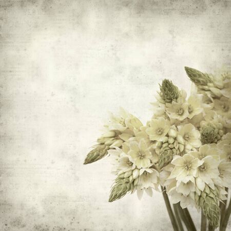 textured old paper background with start of bethlehem flowersの写真素材