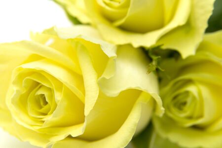 yellow-green rose flowers macro on white backgroundの写真素材