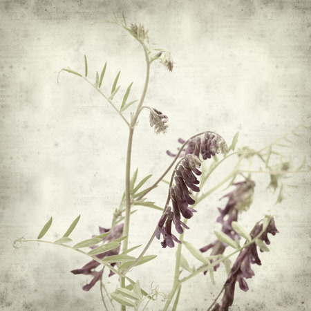 textured old paper background with fodder vetchの写真素材