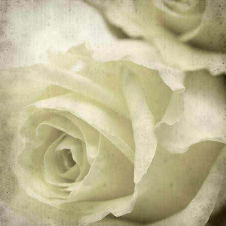 textured old paper background with pale yellow rose flowerの写真素材