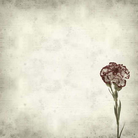 textured old paper background with variegated carnation flowerの写真素材