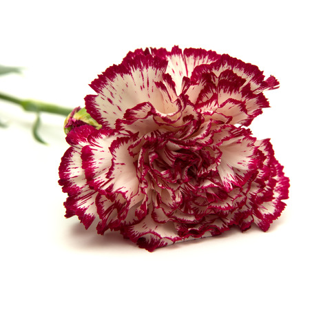 vareigated carnation flowers isolated on white backgroundの写真素材