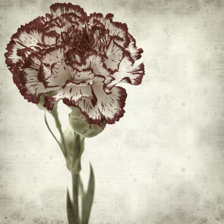 textured old paper background with variegated carnation flowerの写真素材