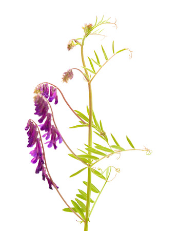 fodder vetch isolated on white backgroundの写真素材