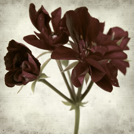 textured old paper background with dark red geraniumの写真素材