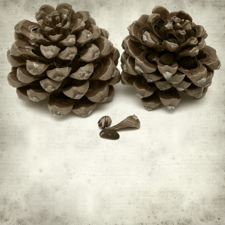 textured old paper background with Stone pine conesの写真素材